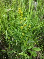Solidago virgaurea lapponica