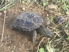 Mauremys reevesii