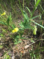 Crotalaria sagittalis