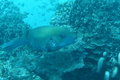 Arothron caeruleopunctatus