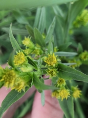 Solidago virgaurea lapponica