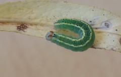 Acronicta connecta
