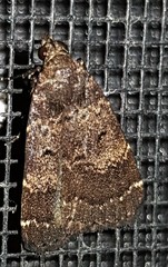 Hydrillodes dimissalis