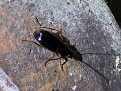 Stenolophus ochropezus