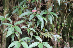 Viburnum urceolatum