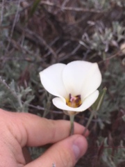 Calochortus bruneaunis