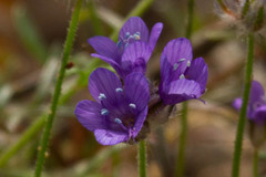 Gilia capitata chamissonis