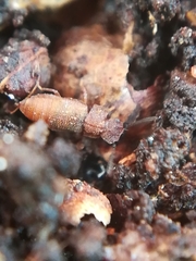 Metopsia