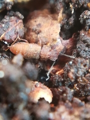 Metopsia