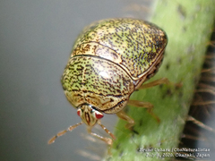 Megacopta punctatissima