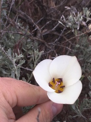 Calochortus bruneaunis