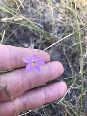 Phemeranthus rugospermus