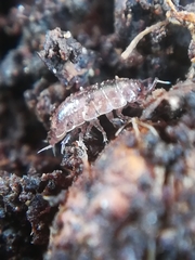 Trichoniscus pusillus