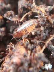 Trichoniscus pusillus