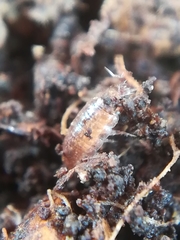 Trichoniscus pusillus