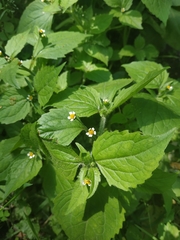 Galinsoga quadriradiata