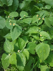 Galinsoga quadriradiata