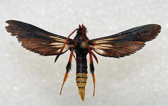 Palmia