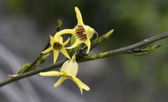 Anthocercis ilicifolia