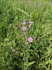 Cirsium arvense