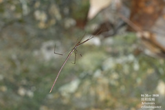 Ariamnes cylindrogaster