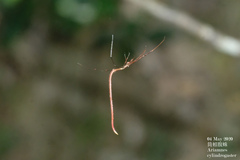 Ariamnes cylindrogaster