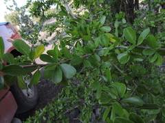 Condalia velutina