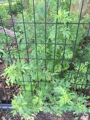 Artemisia vulgaris