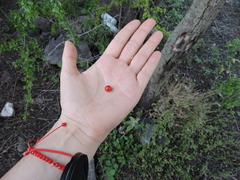 Condalia velutina