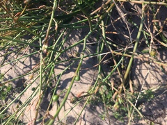 Trachyandra divaricata