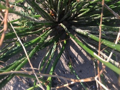 Trachyandra divaricata