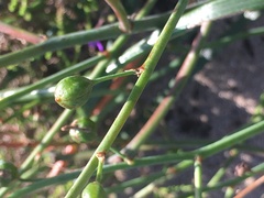 Trachyandra divaricata