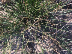 Trachyandra divaricata