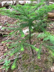 Abies balsamea image