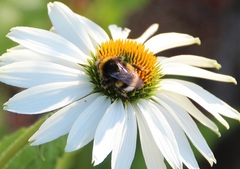 Bombus