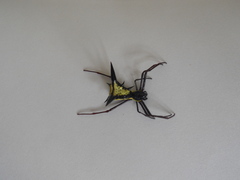 Micrathena schreibersi