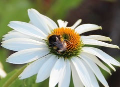 Bombus