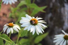 Bombus