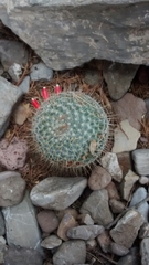 Mammillaria dixanthocentron