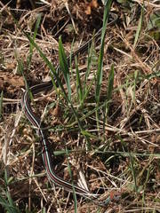 Thamnophis sirtalis tetrataenia