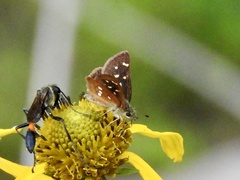 Piruna polingii