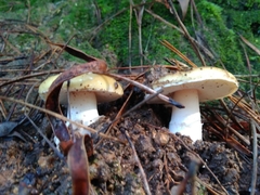 Amanita toxica