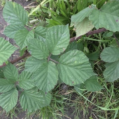 Rubus subtercanens
