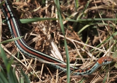 Thamnophis sirtalis tetrataenia