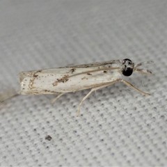 Microcrambus kimballi
