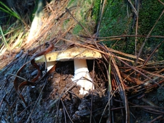 Amanita toxica