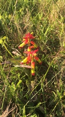 Lachenalia quadricolor