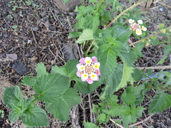 Lantana camara
