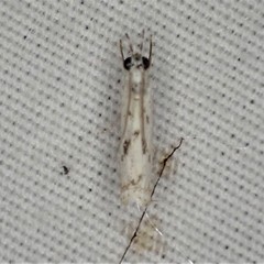 Microcrambus kimballi