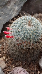 Mammillaria dixanthocentron